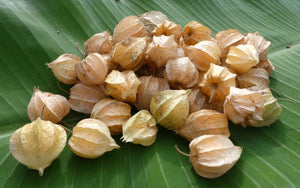 Compra 1 lleva 3 | Uchuva - Physalis peruvuana L. (15-40cm) | vivero Cali | semillas Colombia