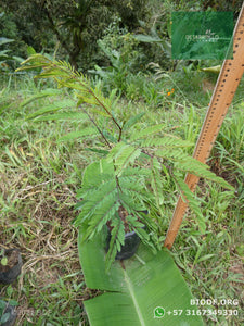 Leucaena, Acacia Forrajera | vivero Cali | semillas Colombia