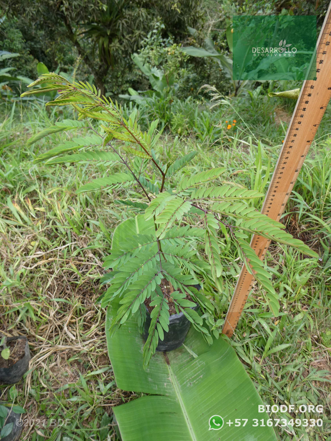 Leucaena, Acacia Forrajera | vivero Cali | semillas Colombia