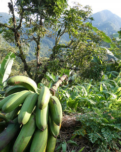 Plátano Guayabo - Plantain | 100% orgánico