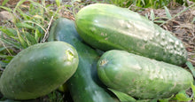 Load image into Gallery viewer, Pepino - Cucumber | 1kg | 100% orgánico