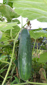 Pepino - Cucumber | 1kg | 100% orgánico
