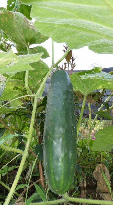 Pepino - Cucumber | 1kg | 100% orgánico