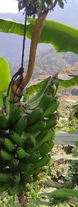 Banano - Banana | 100% orgánico