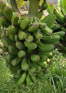 Plátano Guayabo - Plantain | 100% orgánico