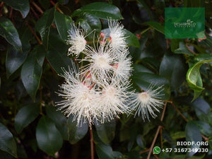 Eugenia - Syzygium paniculatum | vivero Cali | semillas Colombia